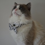 Floyd - 4 ans - Chatterie Ragdolls du Val de Beauvoir